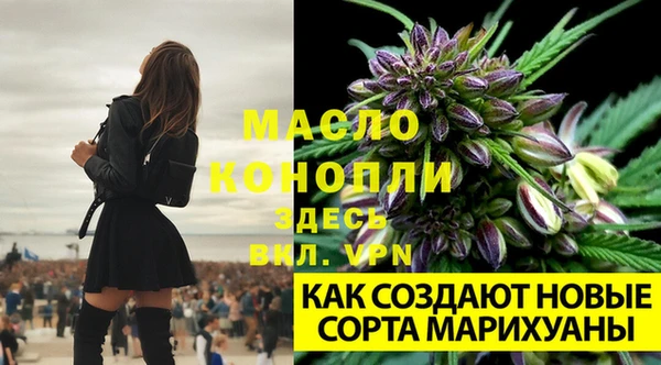 сатива Абинск